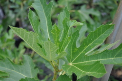 Fig Negronne — photo 1