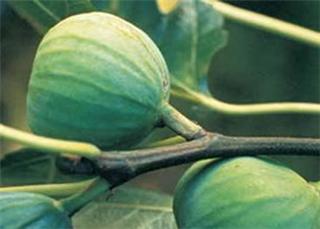 Ficus Peters Honey — photo 1