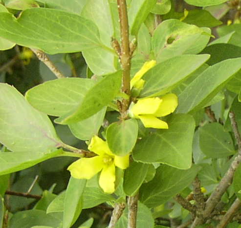Forsythia hybrid Meadowlark — photo 1