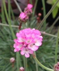 Armeria maritima 'Rubrifolia' — photo 1