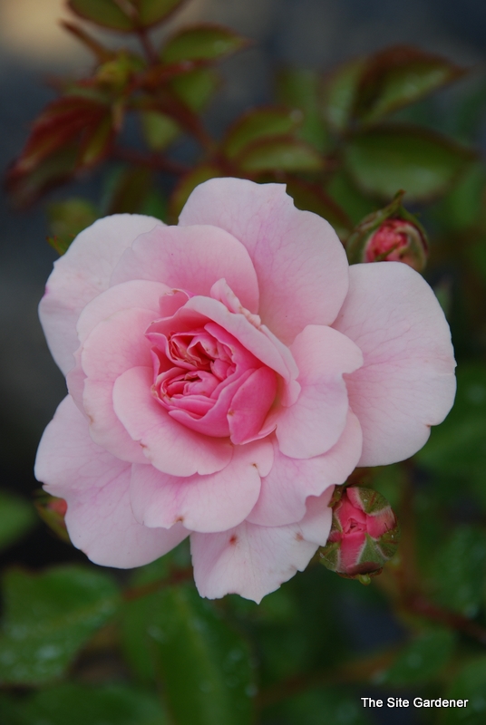 Rose Bonica - The Site Gardener