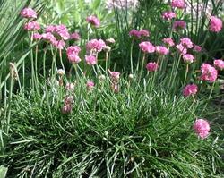 Armeria maritima 'Splendens' — photo 1