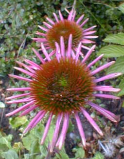 Ruby Star Coneflower — photo 1