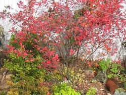 Aronia arbutifolia 'Brilliantissima' — photo 1