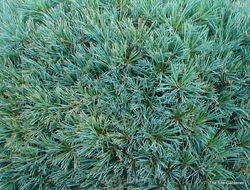 Pinus strobus 'Minuta' — photo 3