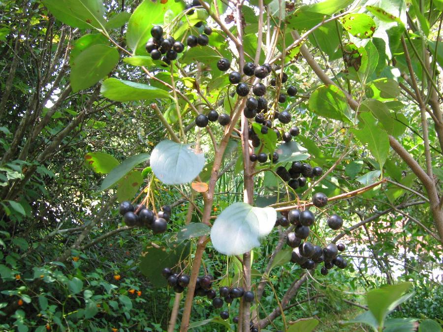 Aronia melanocarpa 'Autumn Magic' — photo 1