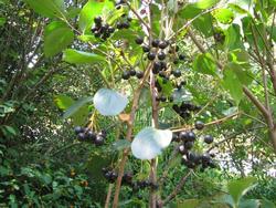 Aronia melanocarpa 'Autumn Magic' — photo 1