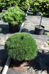 Pinus mugo var. pumilio — photo 1