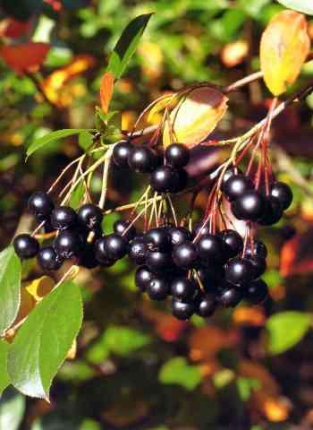 Aronia melanocarpa 'Elata' — photo 1