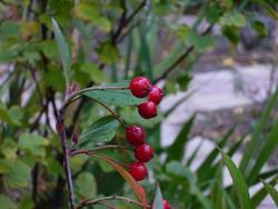 Aronia melanocarpa 'Viking' — photo 1