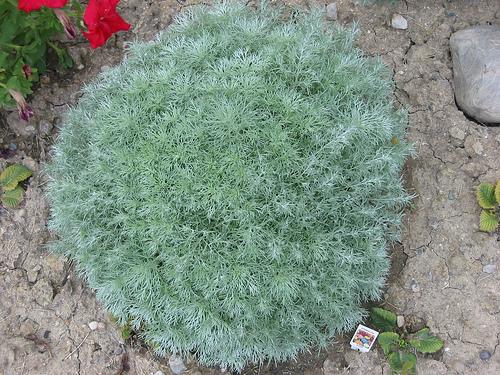 Artemisia schmidtiana 'Silver Mound' — photo 1