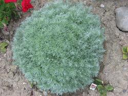 Artemisia schmidtiana 'Silver Mound' — photo 1