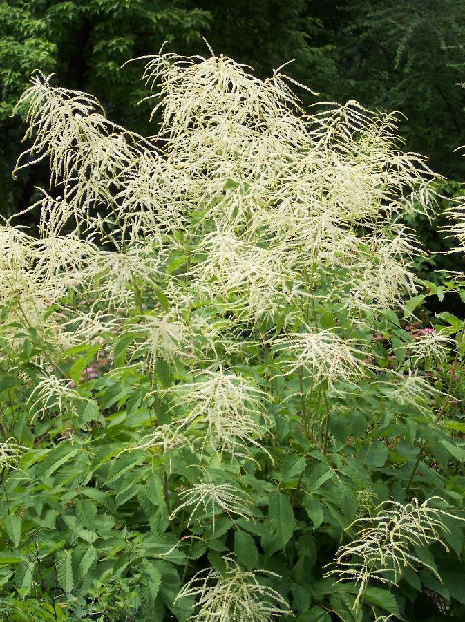 Aruncus dioicus — photo 1