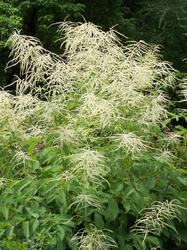 Aruncus dioicus — photo 1