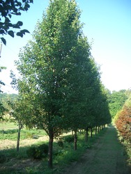 Pyrus calleryana 'Cleveland Select' — photo 5