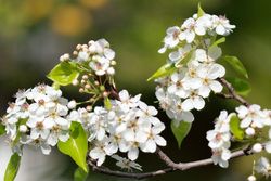 Pyrus calleryana Capital — photo 2