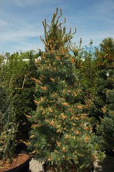 Pinus Parviflora Templehof — photo 3
