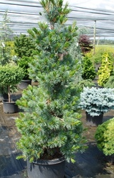 Pinus Parviflora Templehof — photo 4