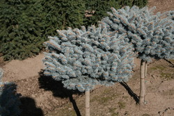 Picea pungens 'Globosa' — photo 3