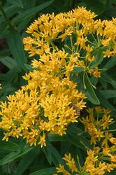 Asclepias tuberosa 'Hello Yellow' — photo 2