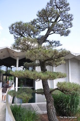 Pinus thunbergiana — photo 1