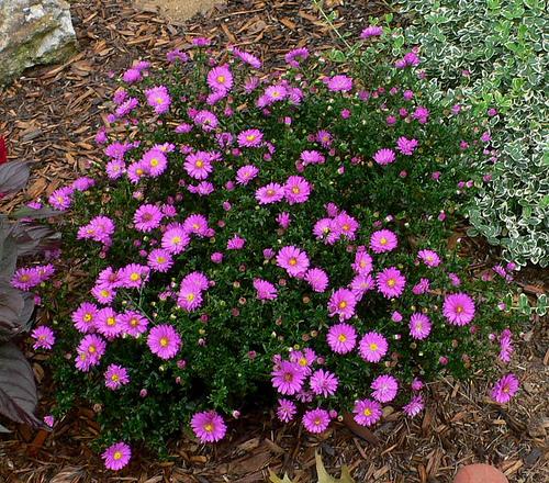 Aster novi-belgii 'Alert' — photo 1