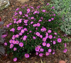 Aster novi-belgii 'Alert' — photo 1