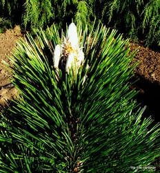 Pinus thunbergii 'Thunderhead' — photo 1