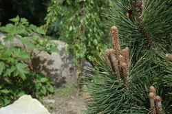 Pinus thunbergii 'Thunderhead' — photo 2