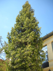 Thuja plicata — photo 1