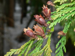 Thuja plicata — photo 2