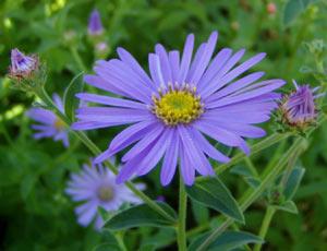 Aster frikartii Monch — photo 1
