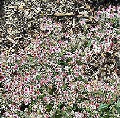 Aster lateriflorus Prince — photo 1