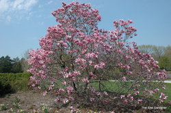 Magnolia liliiflora Betty — photo 1