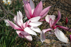 Magnolia liliiflora Betty — photo 2