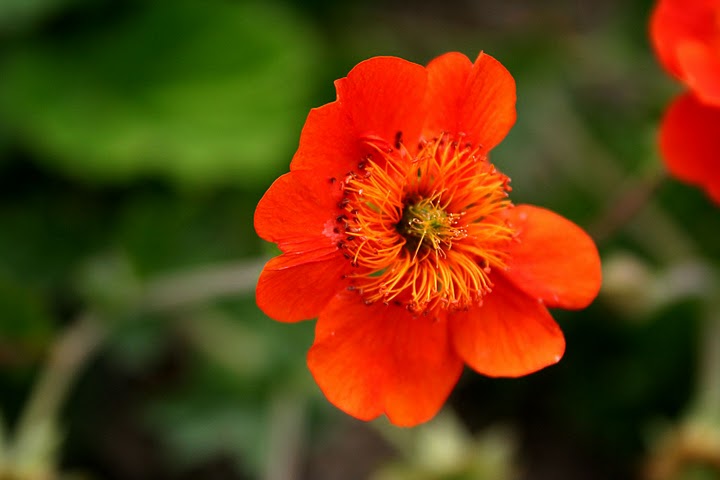 Geum 'Borisii'