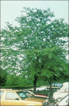 Gleditsia triacanthos inermis Northern Acclaim