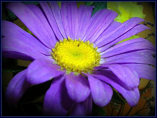Aster novi-belgii 'Professor Anton Kippenberg' — photo 1
