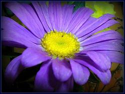 Aster novi-belgii 'Professor Anton Kippenberg' — photo 1