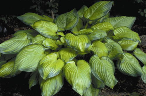 Hosta 'Guacamole' — photo 1