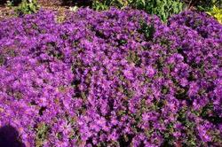 Aster nov.-angliae 'Purple Dome' — photo 1