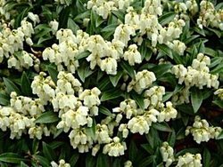 Pieris japonica Nocturne — photo 1