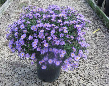Aster dumosus 'Wood's Purple' — photo 1