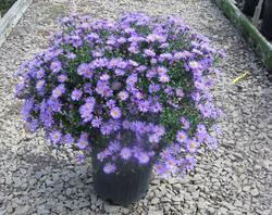 Aster dumosus 'Wood's Purple' — photo 1