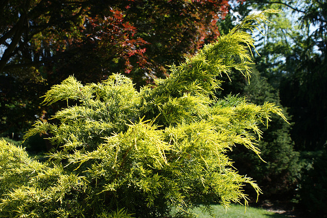 Juniperus chinesis Golden Glow - The Site Gardener