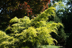 Juniperus chinesis Golden Glow — photo 1