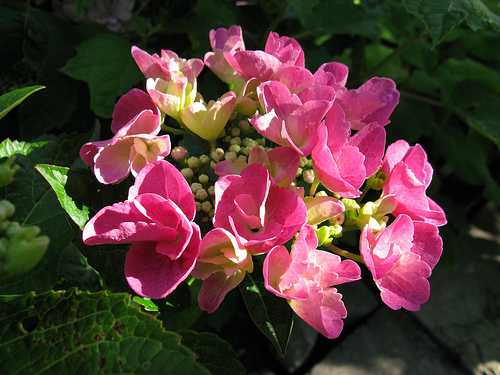 Hydrangea macrophylla 'Taube'( TELLER PINK, TELLER SERIES) — photo 1