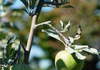 Malus domestica 'Granny Smith'