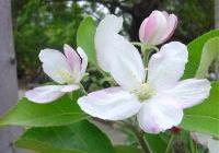 Malus domestica 'Granny Smith' — photo 2