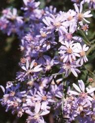 Aster dumosus 'Wood's Light Blue' — photo 1